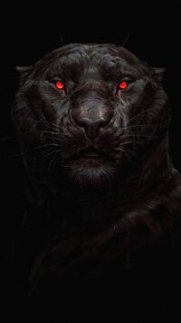 Panther Wallpaper 8