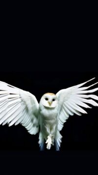 Deftones Wallpaper 6