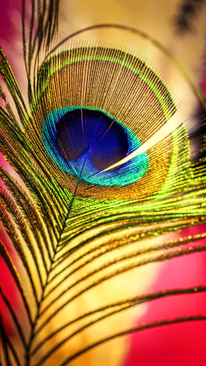 Peacock Feather Wallpaper - KoLPaPer - Awesome Free HD Wallpapers