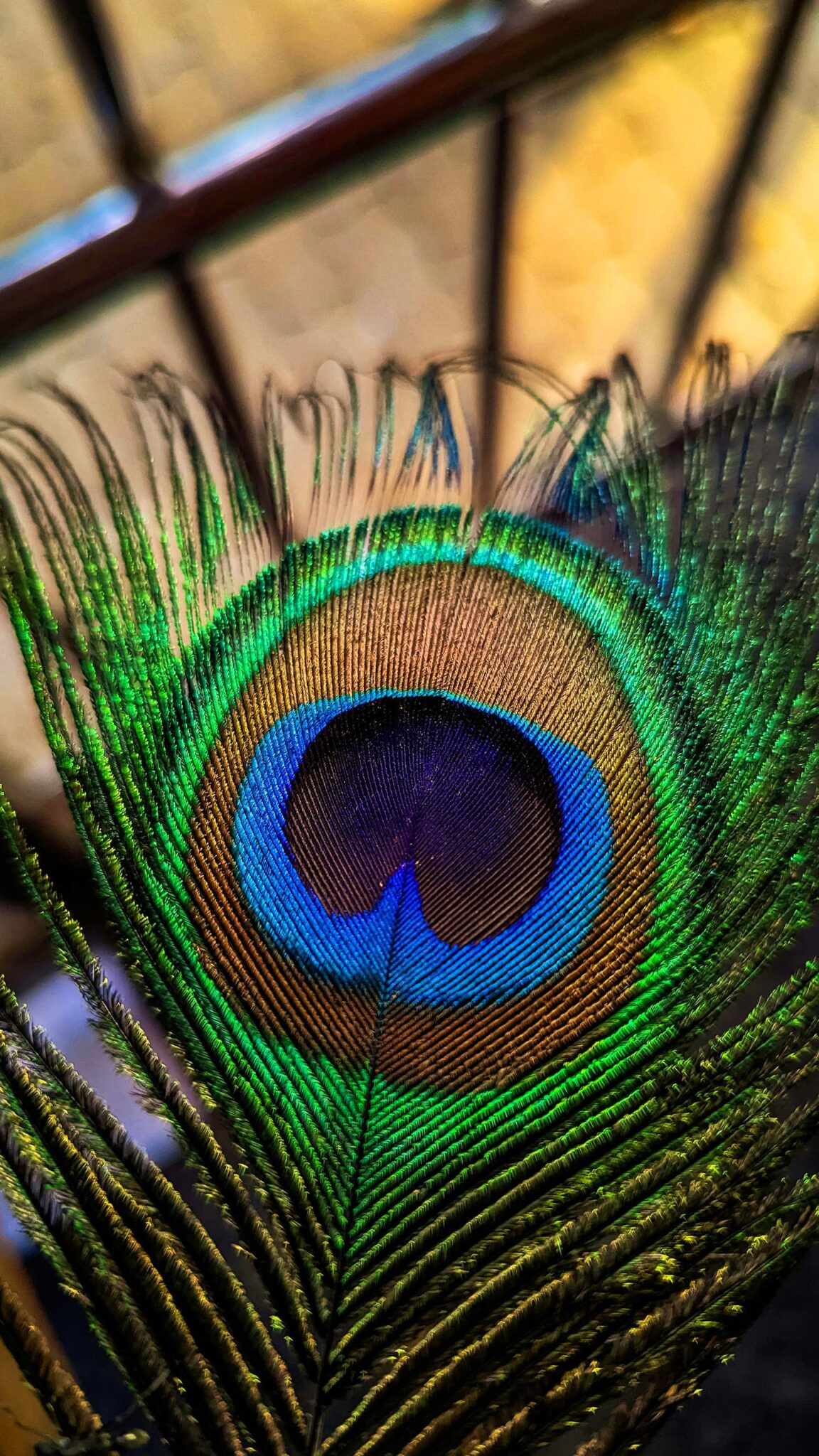Peacock Feather Wallpaper - KoLPaPer - Awesome Free HD Wallpapers