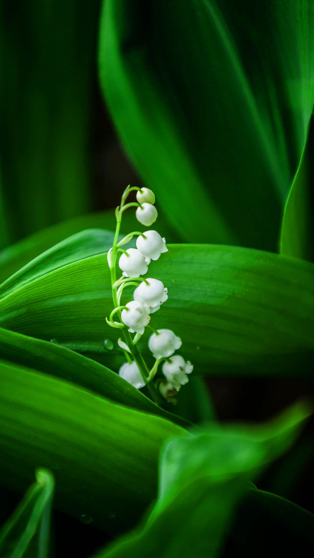 Muguet Wallpaper 1