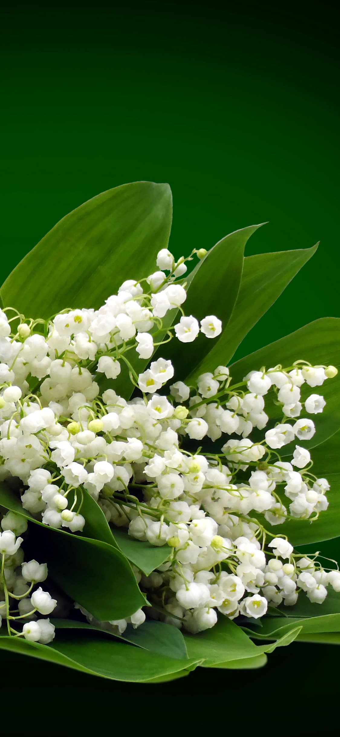 Muguet Wallpaper 1