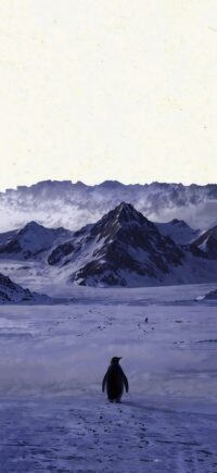Penguin Mountain Wallpaper 11