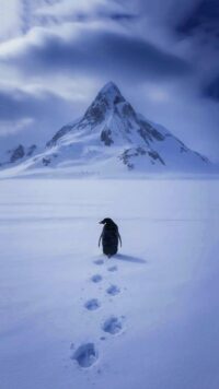 Penguin Mountain Wallpaper 10