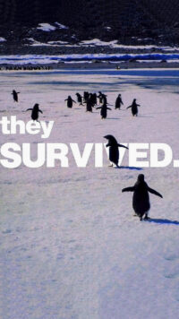 There Is No Way Back Penguin Wallpaper 6