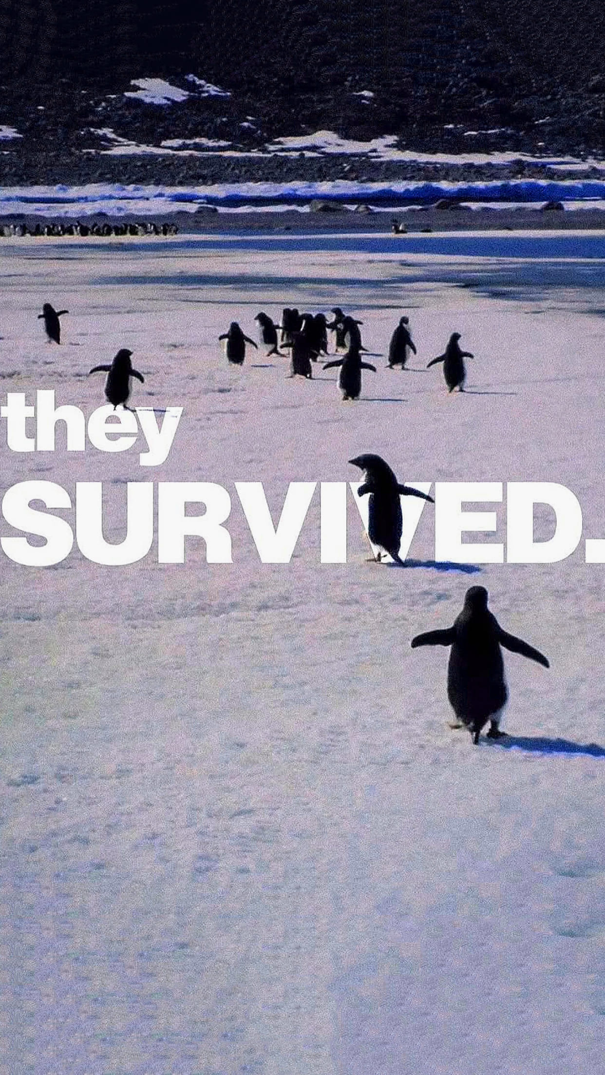 There Is No Way Back Penguin Wallpaper 1