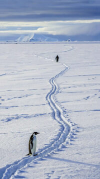 There Is No Way Back Penguin Wallpaper 5