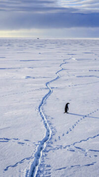 Viral Penguin Mountain Wallpaper 3