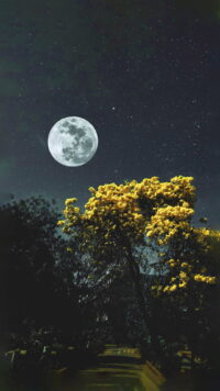 Moon Wallpaper 3