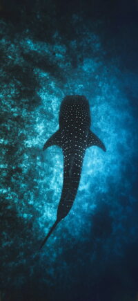 Shark Wallpaper 6