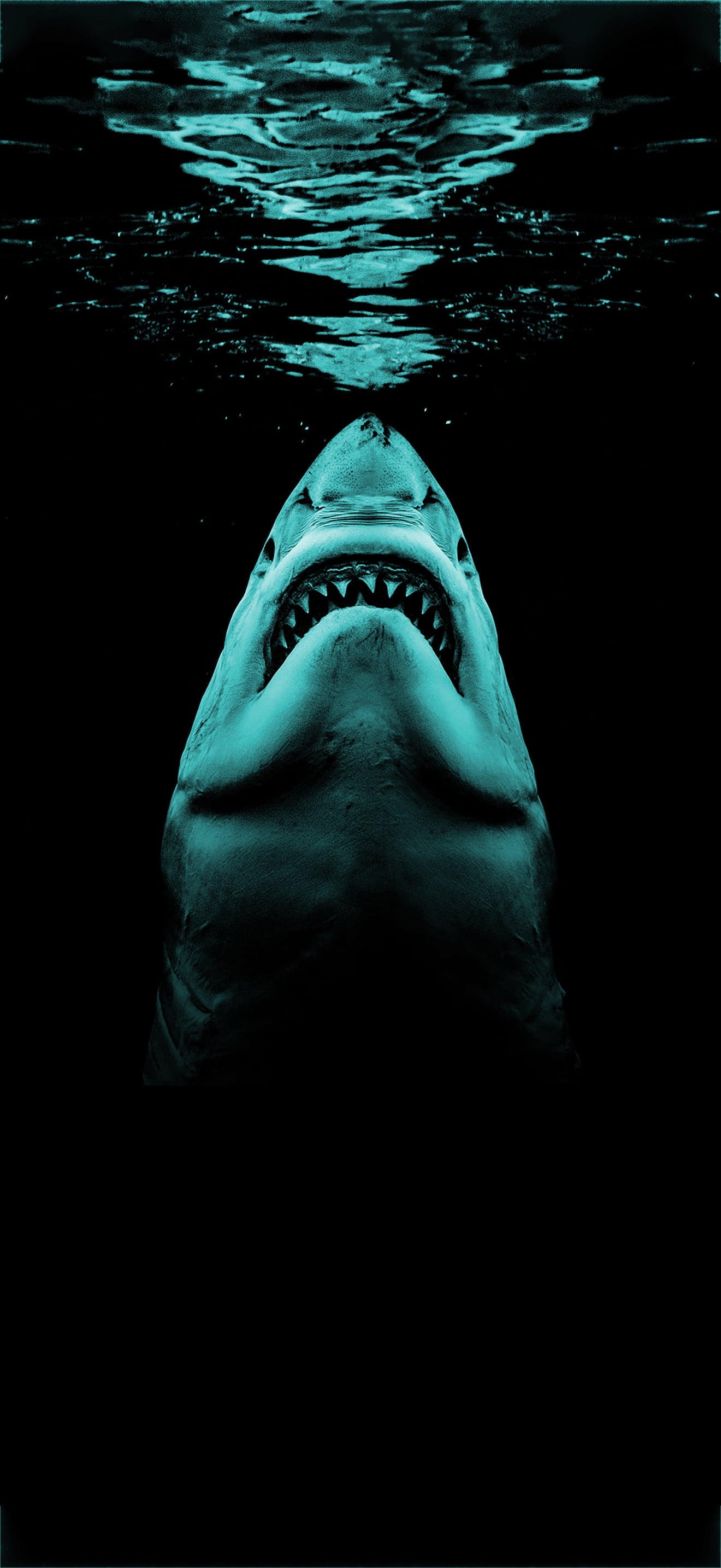 Shark Wallpaper 1