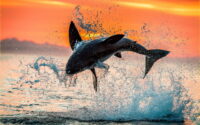 Shark Wallpaper 4