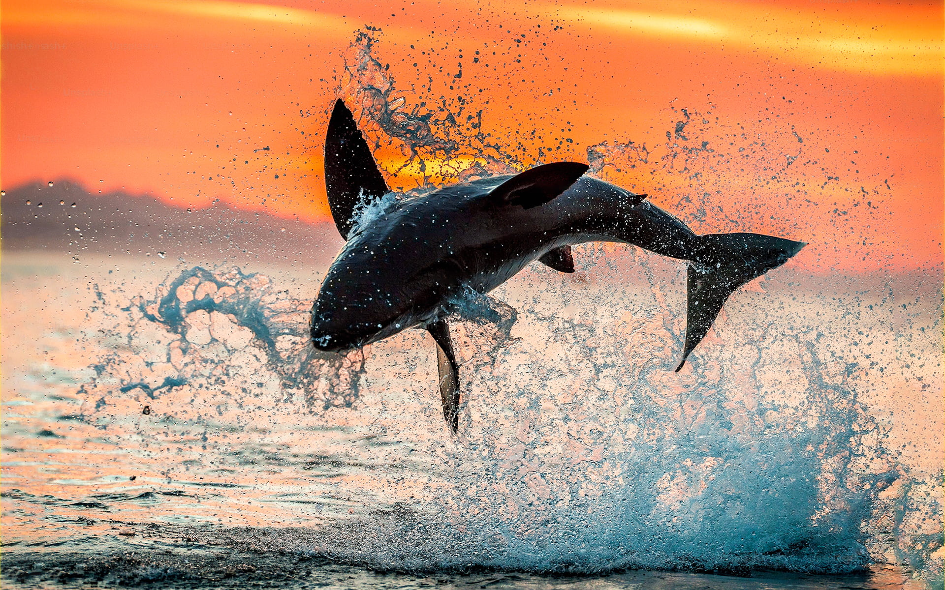 Shark Wallpaper 1