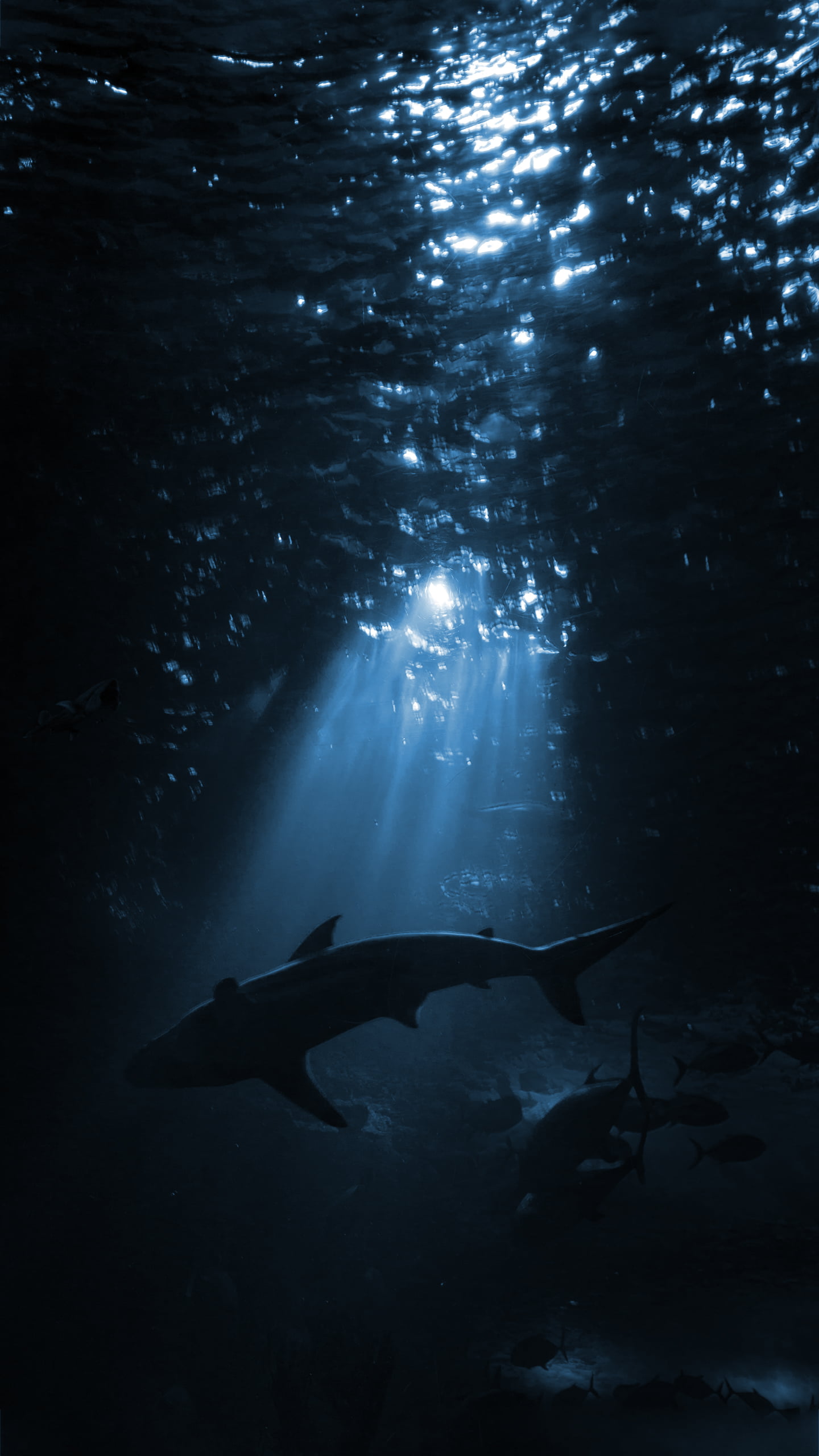 Shark Wallpaper 1