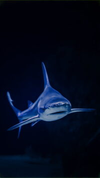 Shark Wallpaper 2