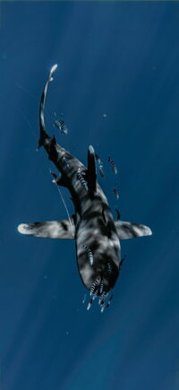 Shark Wallpaper 1