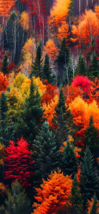 Fall Wallpaper 4