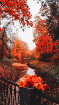 Fall Wallpaper 11