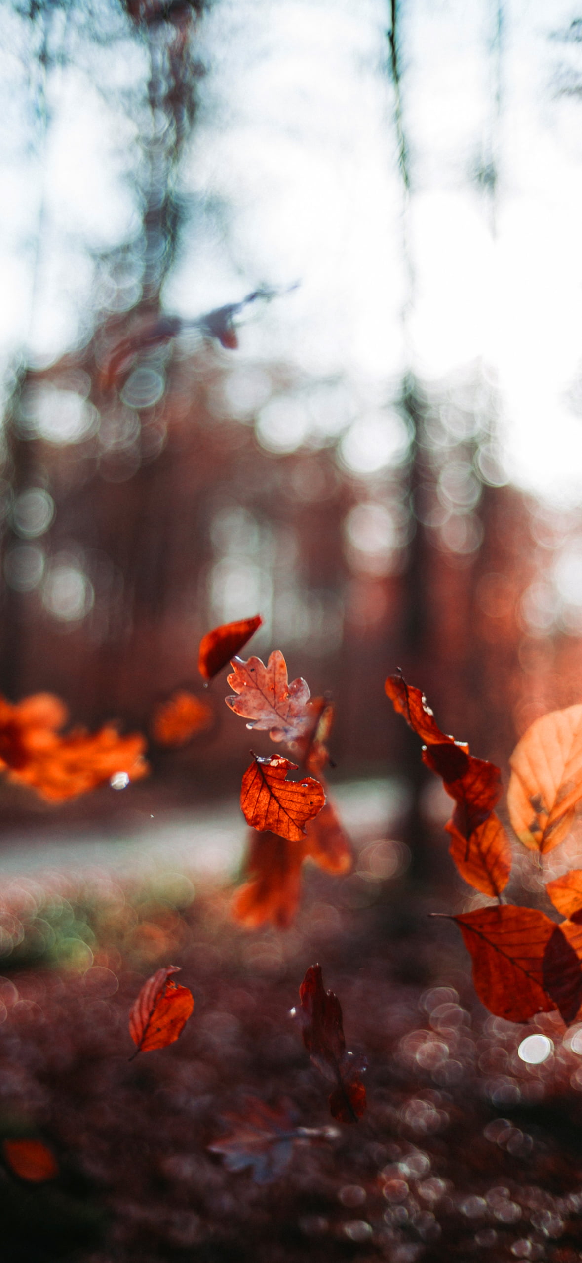 Fall Wallpaper 1
