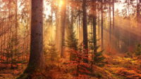 Fall Wallpaper 6