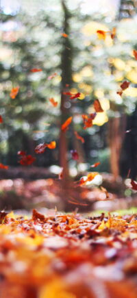 Fall Wallpaper 4