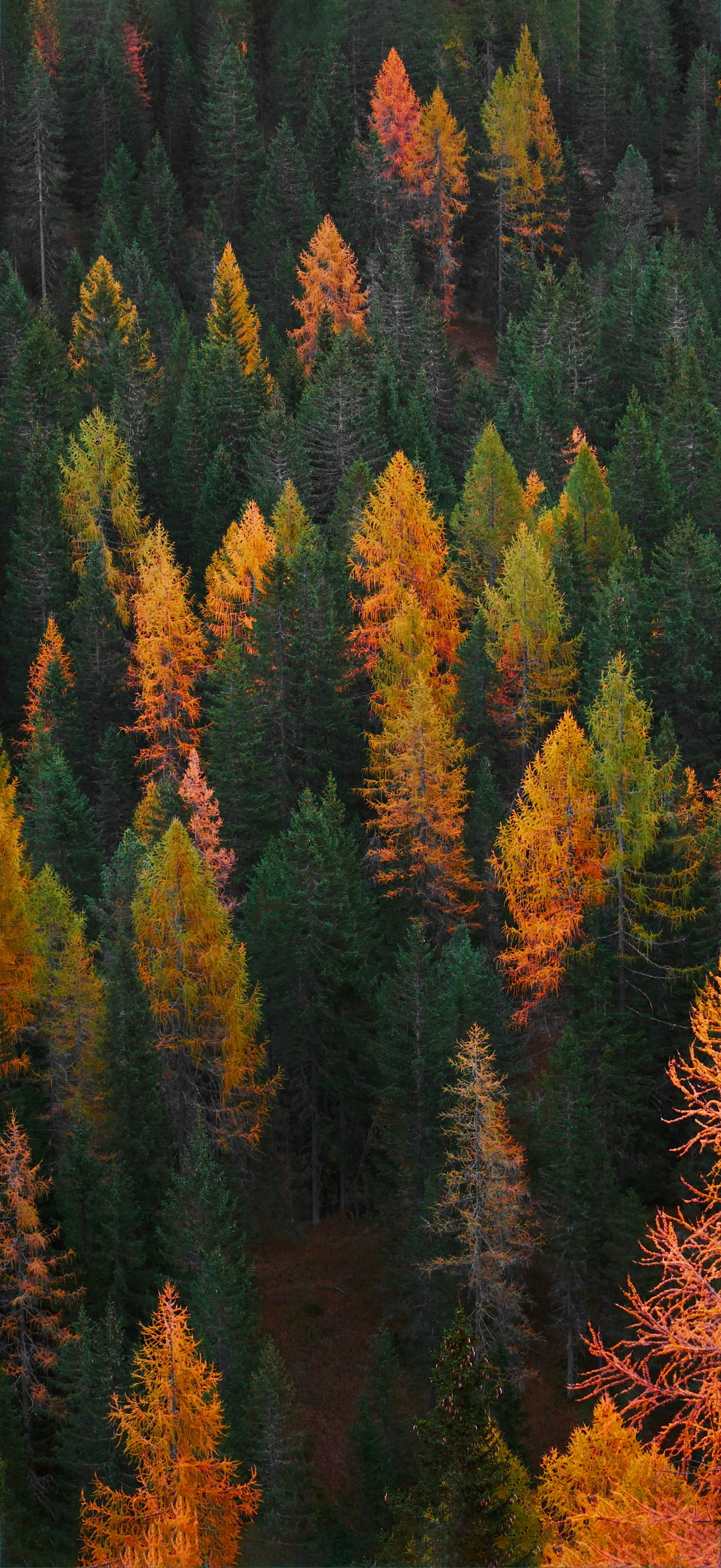 Fall Wallpaper 1