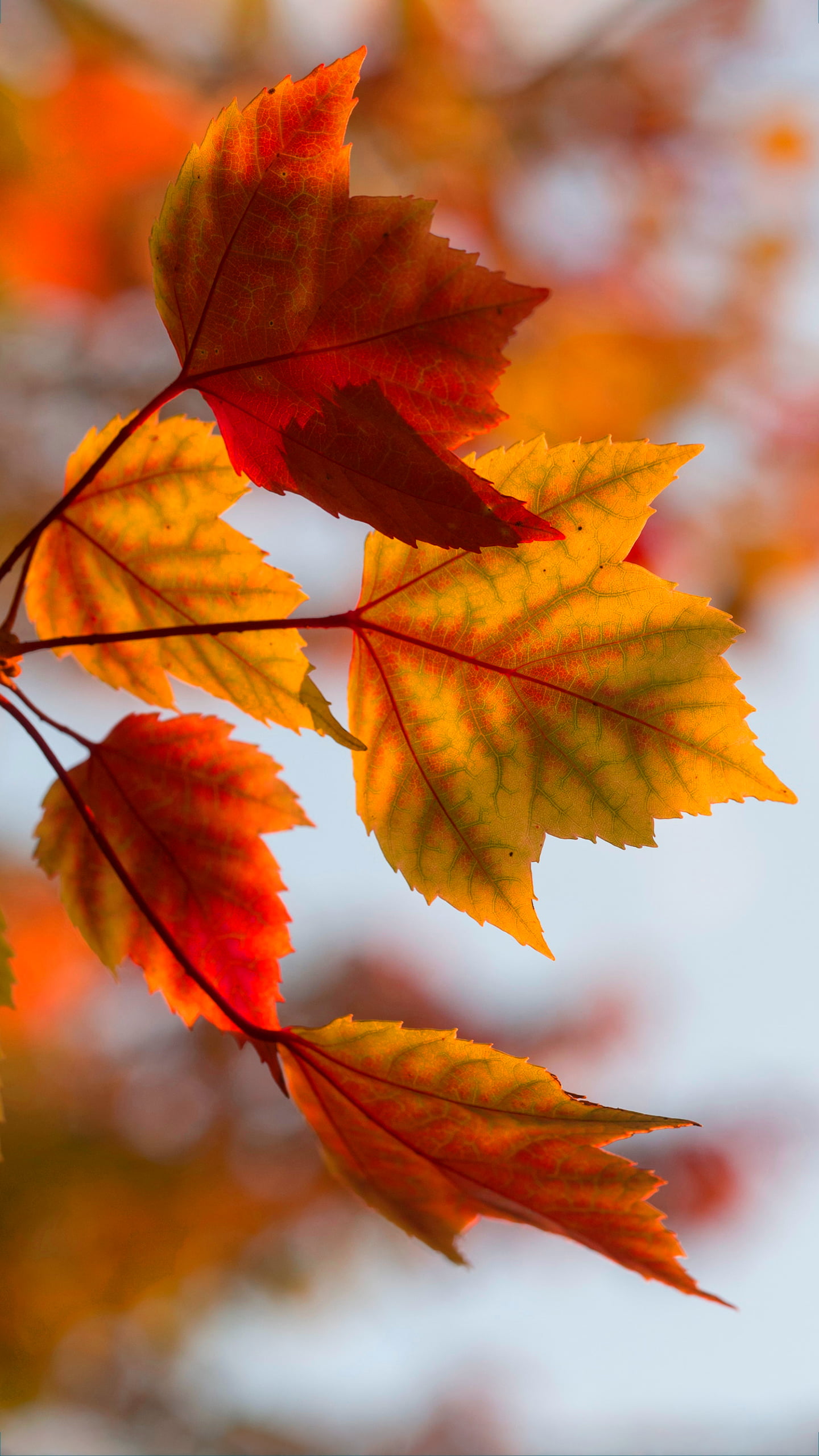 Fall Wallpaper 1 Fall Wallpaper 1