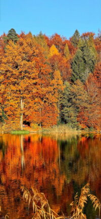 Fall Wallpaper 1