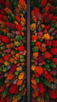 Fall Wallpaper 3