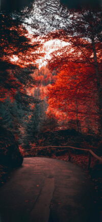 Fall Wallpaper 2