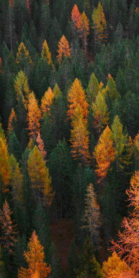 Fall Wallpaper 9