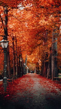 Fall Wallpaper 8